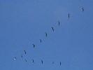 Pelicans in the sky of Costa Rica