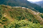 Philippines, rice terraces from Banaue (1984)